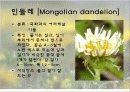 민들레 이야기 2페이지