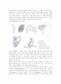 식물-Observation of Planktonic Algae 4페이지