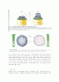 식물-Observation of Angiosperm-Monocotyledom 3페이지