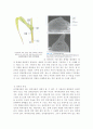 식물-Observation of Angiosperm-Monocotyledom 4페이지
