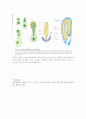 식물-Observation of Angiosperm-Monocotyledom 5페이지