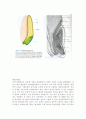 식물-Observation of Angiosperm-Monocotyledom 6페이지