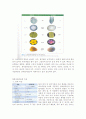식물-Observation of Angiosperm-Dicotyledon 2페이지
