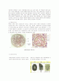 식물-Observation of Angiosperm-Dicotyledon 3페이지