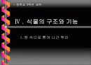 [중2과학뿌리]식물의구조와기능단원뿌리부분PPT자료입니다 1페이지