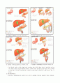 위암(Gastric cancer)에 관한 문헌고찰 및 병태생리 10페이지