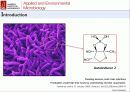 산화 스트레스 반응에서 Mycobacterium avium Autoinducer-2의 바이오필름 형성 22페이지