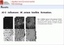 산화 스트레스 반응에서 Mycobacterium avium Autoinducer-2의 바이오필름 형성 34페이지