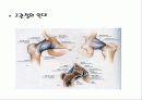  hip joint disorder 4페이지