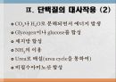 단백질과 대사작용 30페이지