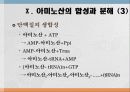 단백질과 대사작용 35페이지