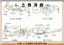 소화 및 흡수 7페이지