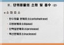 소화 및 흡수 9페이지