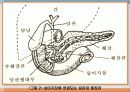 소화 및 흡수 31페이지