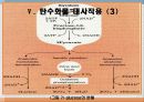 탄수화물 대사작용 42페이지