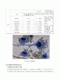 곰팡이 독소 4페이지