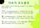 이탈리아와인의 총정리 ppt 11페이지