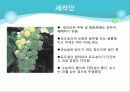 포도의 재배와 관리 10페이지