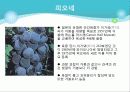 포도의 재배와 관리 11페이지