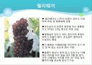 포도의 재배와 관리 14페이지