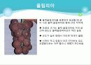 포도의 재배와 관리 16페이지