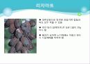 포도의 재배와 관리 17페이지