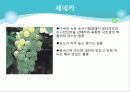 포도의 재배와 관리 18페이지
