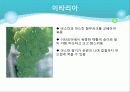 포도의 재배와 관리 19페이지