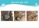 포도의 재배와 관리 27페이지