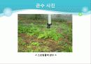 포도의 재배와 관리 29페이지