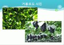 포도의 재배와 관리 34페이지