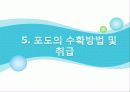 포도의 재배와 관리 35페이지