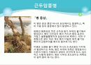 포도의 재배와 관리 39페이지