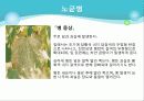 포도의 재배와 관리 41페이지