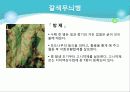 포도의 재배와 관리 46페이지