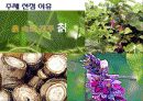칡,갈근(Pueraria thunbergiana )이란? 3페이지