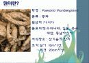 칡,갈근(Pueraria thunbergiana )이란? 5페이지