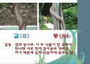 칡,갈근(Pueraria thunbergiana )이란? 7페이지