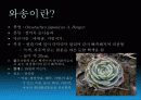 와송(Orostachys japonicus A. Berger ) 4페이지
