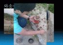 와송(Orostachys japonicus A. Berger ) 5페이지