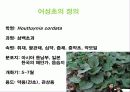 어성초(Houttuynia cordata) 5페이지