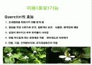 어성초(Houttuynia cordata) 11페이지