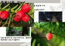Taxol(천연물 항암제) 6페이지