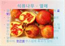 석류의 대한 전반적인 자료 및 효능 6페이지