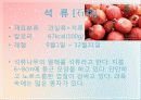 석류의 대한 전반적인 자료 및 효능 8페이지