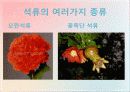 석류의 대한 전반적인 자료 및 효능 13페이지