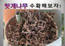 헛개나무에 대하여 8페이지