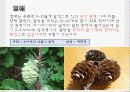 일본잎갈나무 9페이지