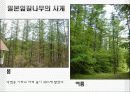 일본잎갈나무 16페이지