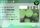 클로렐라(Chlorella) 5페이지